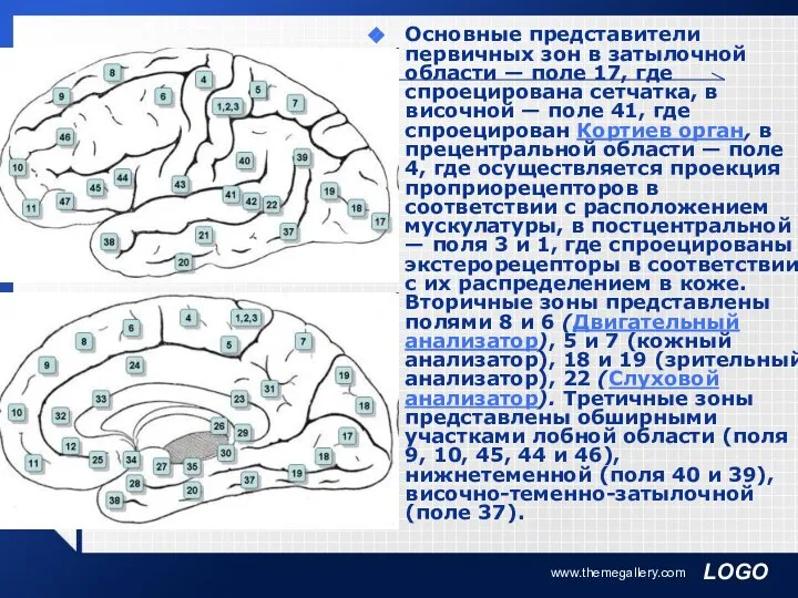 www.themegallery.com Основные представители первичных зон в затылочной области — поле 17,