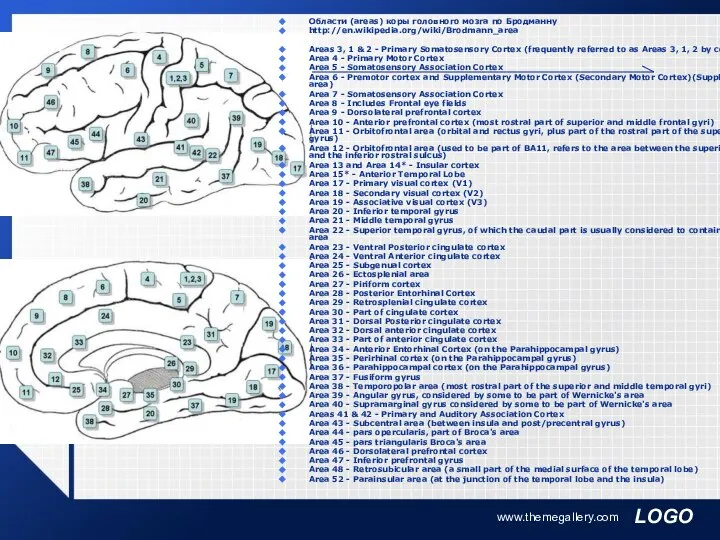 www.themegallery.com Области (areas) коры головного мозга по Бродманну http://en.wikipedia.org/wiki/Brodmann_area Areas 3,