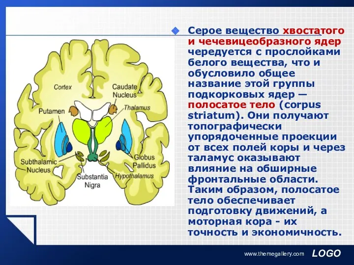 www.themegallery.com Серое вещество хвостатого и чечевицеобразного ядер чередуется с прослойками белого