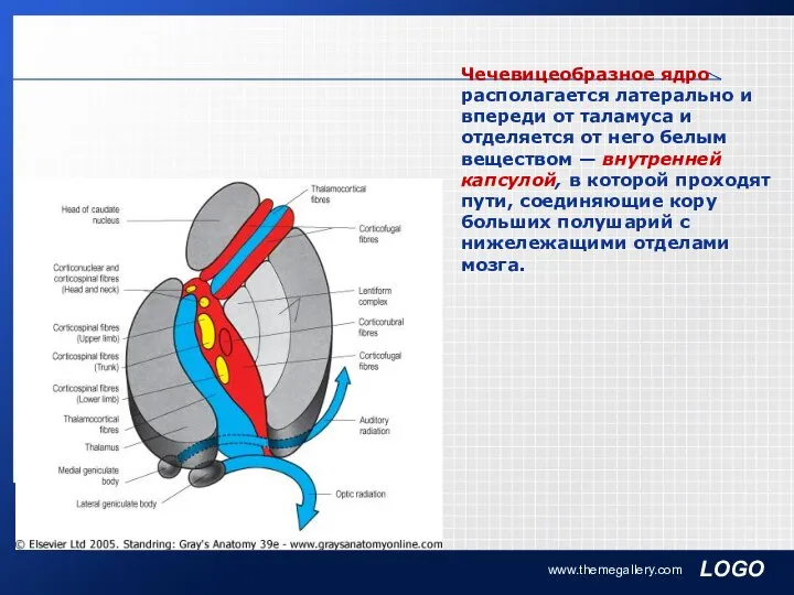 www.themegallery.com Чечевицеобразное ядро располагается латерально и впереди от таламуса и отделяется