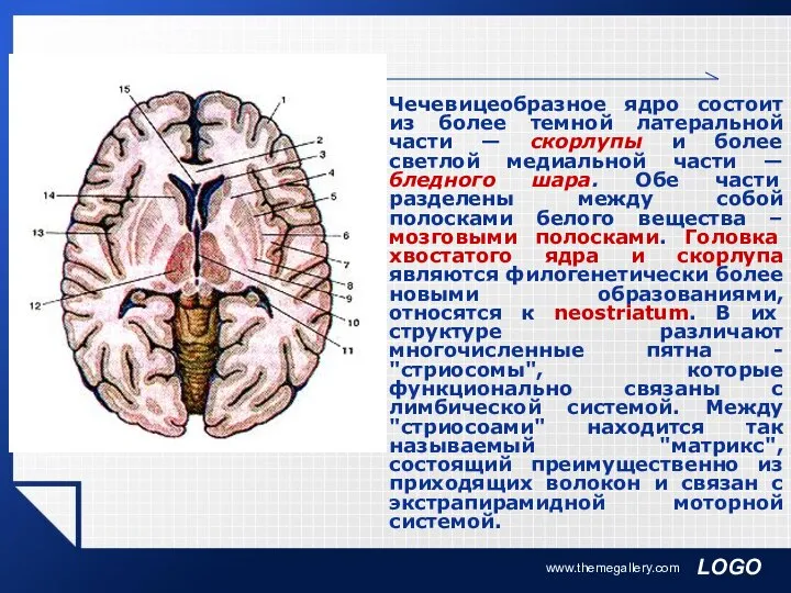 www.themegallery.com Чечевицеобразное ядро состоит из более темной латеральной части — скорлупы