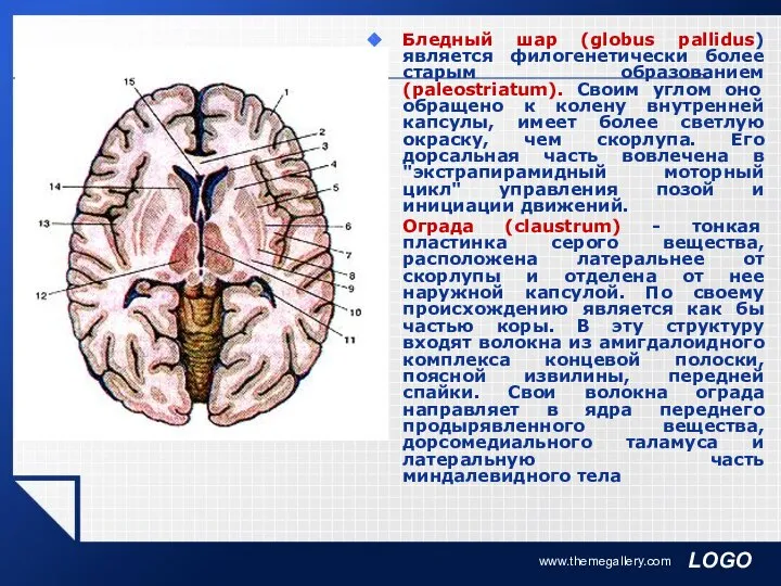 www.themegallery.com Бледный шар (globus pallidus) является филогенетически более старым образованием (paleostriatum).