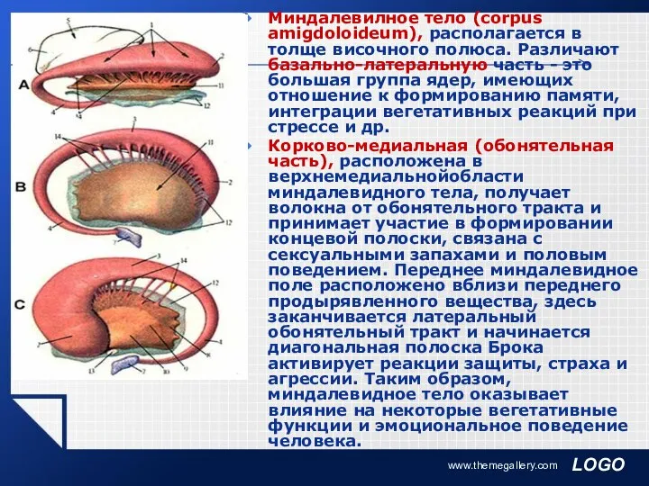 www.themegallery.com Миндалевилное тело (corpus amigdoloideum), располагается в толще височного полюса. Различают