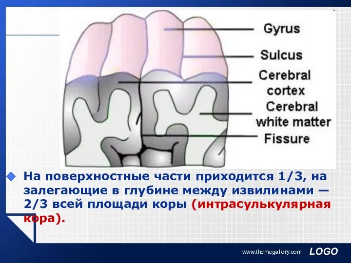 www.themegallery.com На поверхностные части приходится 1/3, на залегающие в глубине между