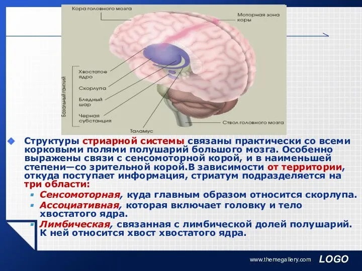 www.themegallery.com Структуры стриарной системы связаны практически со всеми корковыми полями полушарий