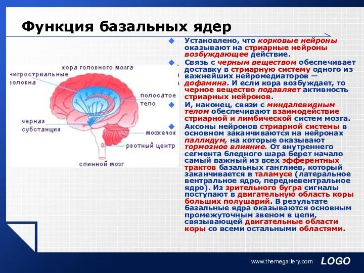 www.themegallery.com Функция базальных ядер Установлено, что корковые нейроны оказывают на стриарные