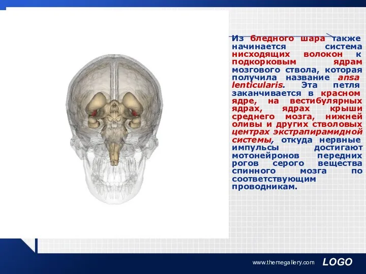 www.themegallery.com Из бледного шара также начинается система нисходящих волокон к подкорковым