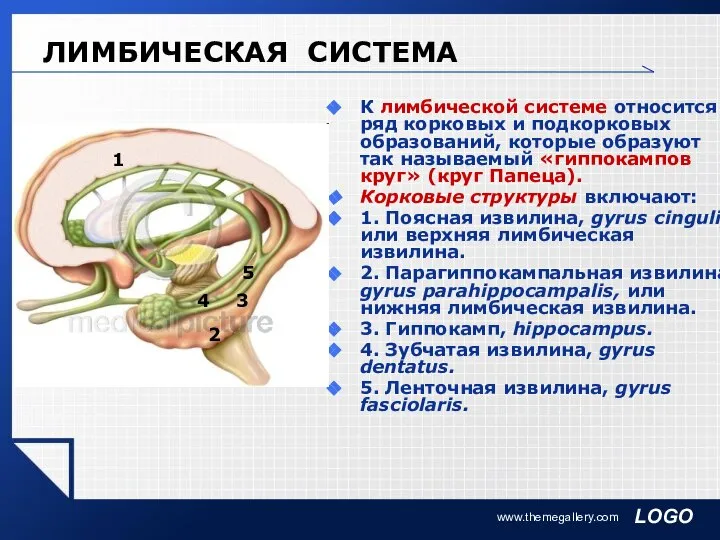 www.themegallery.com ЛИМБИЧЕСКАЯ СИСТЕМА К лимбической системе относится ряд корковых и подкорковых