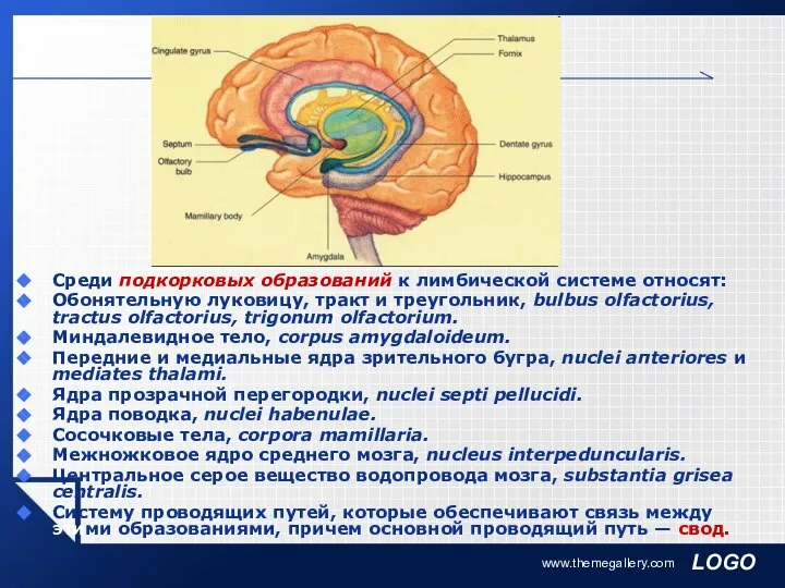 www.themegallery.com Среди подкорковых образований к лимбической системе относят: Обонятельную луковицу, тракт