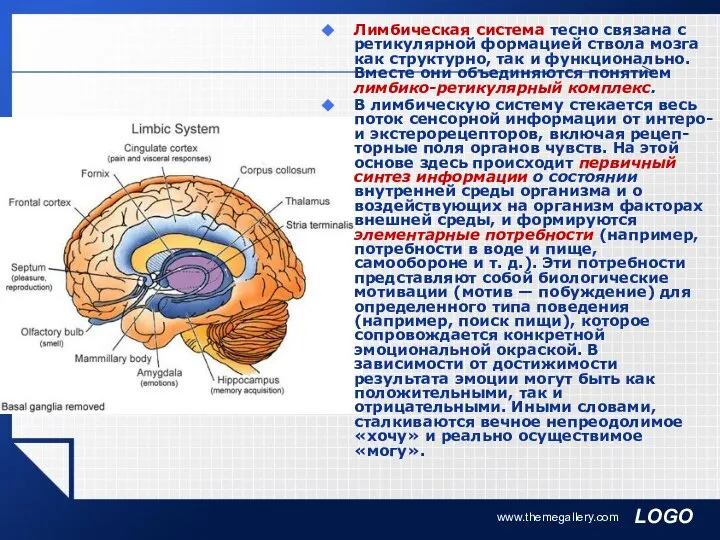 www.themegallery.com Лимбическая система тесно связана с ретикулярной формацией ствола мозга как