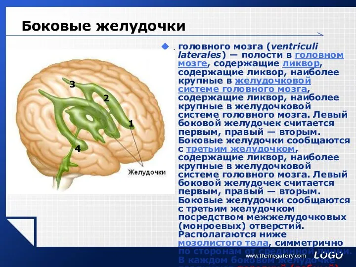 www.themegallery.com Боковые желудочки головного мозга (ventriculi laterales) — полости в головном