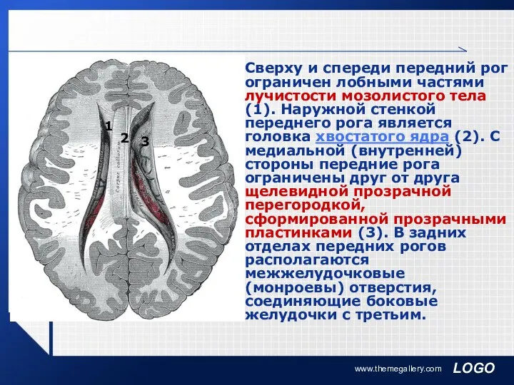 www.themegallery.com Сверху и спереди передний рог ограничен лобными частями лучистости мозолистого