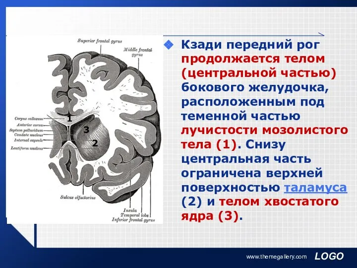 www.themegallery.com Кзади передний рог продолжается телом (центральной частью) бокового желудочка, расположенным