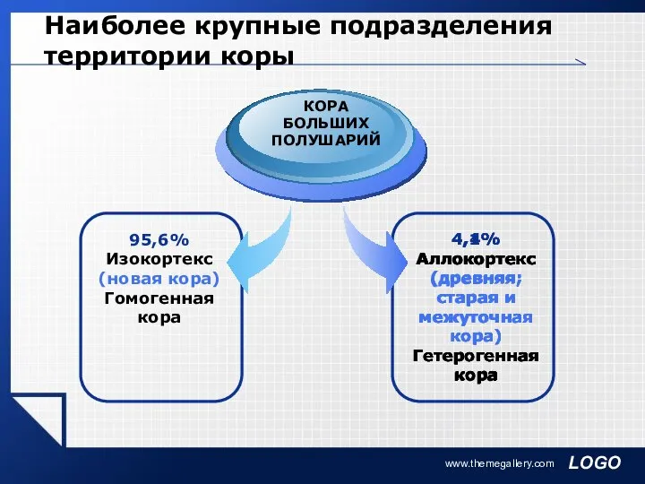 www.themegallery.com Наиболее крупные подразделения территории коры 4,1% Аллокортекс (древняя; старая и