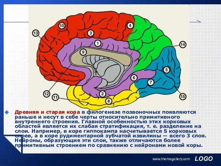 www.themegallery.com Древняя и старая кора в филогенезе позвоночных появляются раньше и