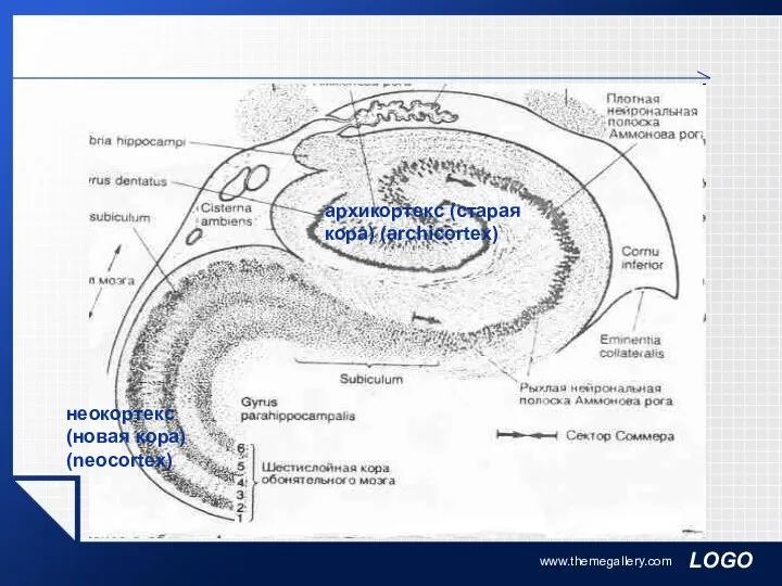 www.themegallery.com архикортекс (старая кора) (archicortex) неокортекс (новая кора) (neocortex)
