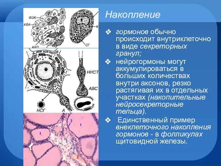 Накопление гормонов обычно происходит внутриклеточно в виде секреторных гранул; нейрогормоны могут