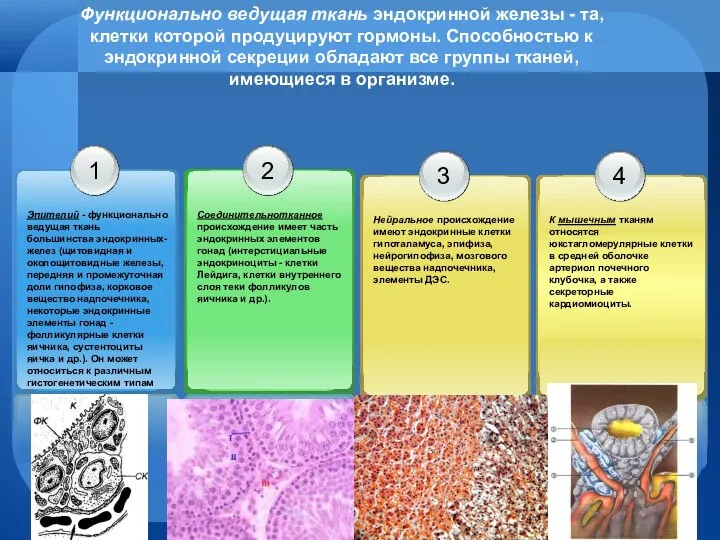 Функционально ведущая ткань эндокринной железы - та, клетки которой продуцируют гормоны.