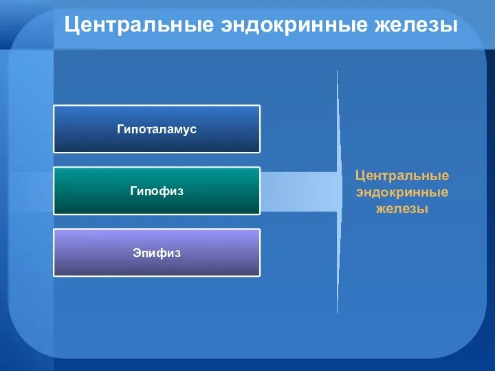 Центральные эндокринные железы Гипоталамус Гипофиз Эпифиз Центральные эндокринные железы