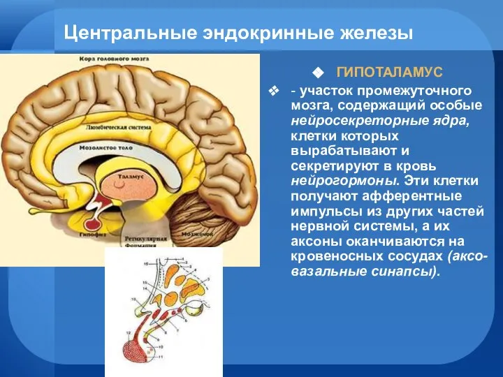 Центральные эндокринные железы ГИПОТАЛАМУС - участок промежуточного мозга, содержащий особыe нейросекреторные