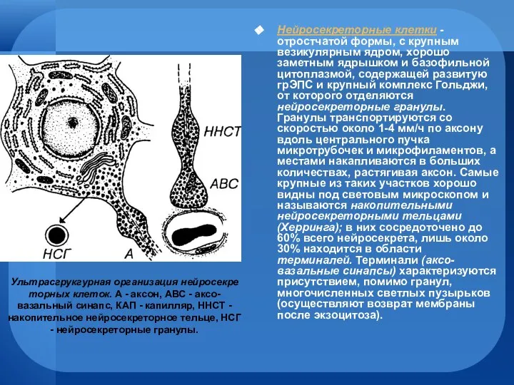 Нейросекреторные клетки - отростчатой формы, с крупным везикулярным ядром, хорошо заметным