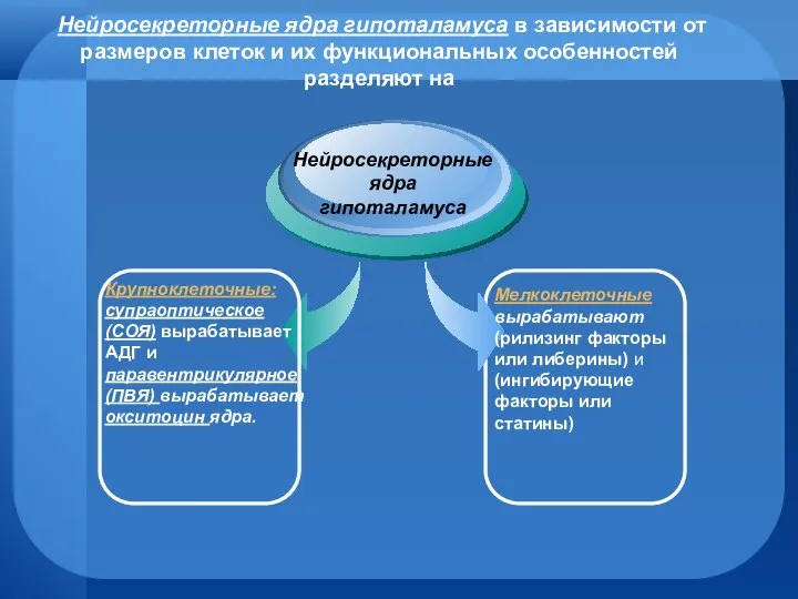 Нейросекреторные ядра гипоталамуса в зависимости от размеров клеток и их функциональных