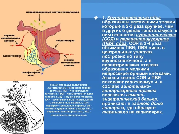 1. Крупноклеточные ядра образованы клеточными телами, которые в 2-3 раза крупнее,