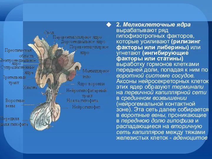 2. Мелкоклеточные ядра вырабатывают ряд гипофизотропных факторов, которые усиливают (рилизинг факторы