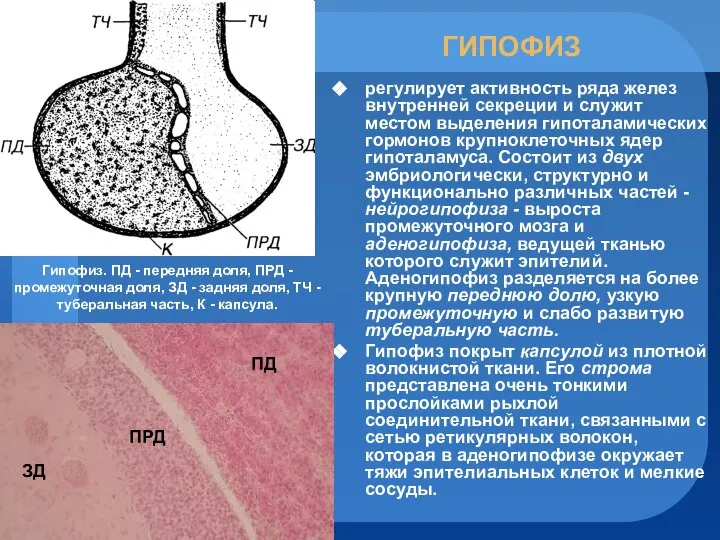ГИПОФИЗ регулирует активность ряда желез внутренней секреции и служит местом выделения