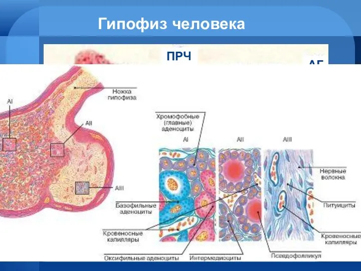 Гипофиз человека НГ ПРЧ АГ К