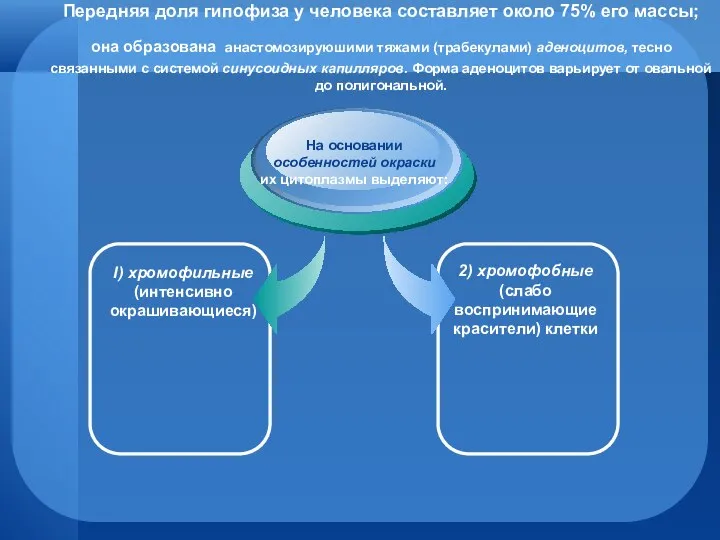 Передняя доля гипофиза у человека составляет около 75% его массы; она