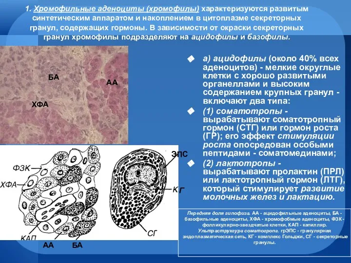 1. Хромофильные аденоциты (хромофилы) характеризуются развитым синтетическим аппаратом и накоплением в