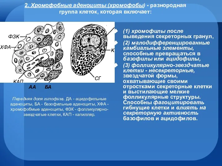 2. Хромофобные аденоциты (хромофобы) - разнородная группа клеток, которая включает: (1)