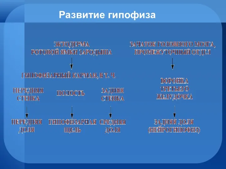 Развитие гипофиза