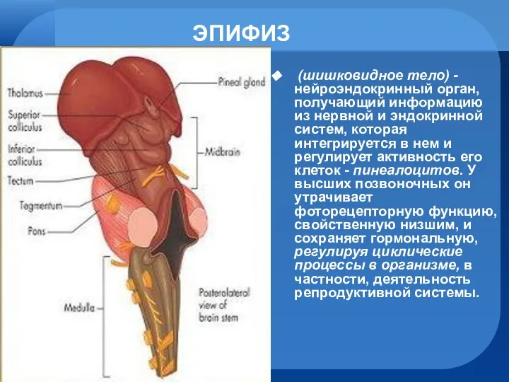 ЭПИФИЗ (шишковидное тело) - нейроэндокринный орган, получающий информацию из нервной и