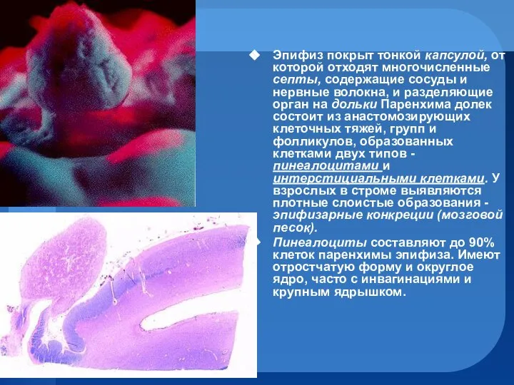 Эпифиз покрыт тонкой капсулой, от которой отходят многочисленные септы, содержащие сосуды