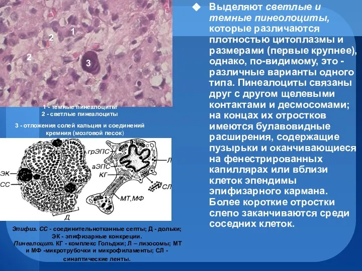 Выделяют светлые и темные пинеолоциты, которые различаются плотностью цитоплазмы и размерами