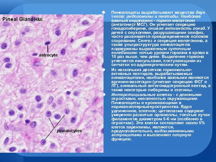 Пинеалоциты вырабатывают вещества двух типов: индоломины и пептиды. Наиболее важный индоламин