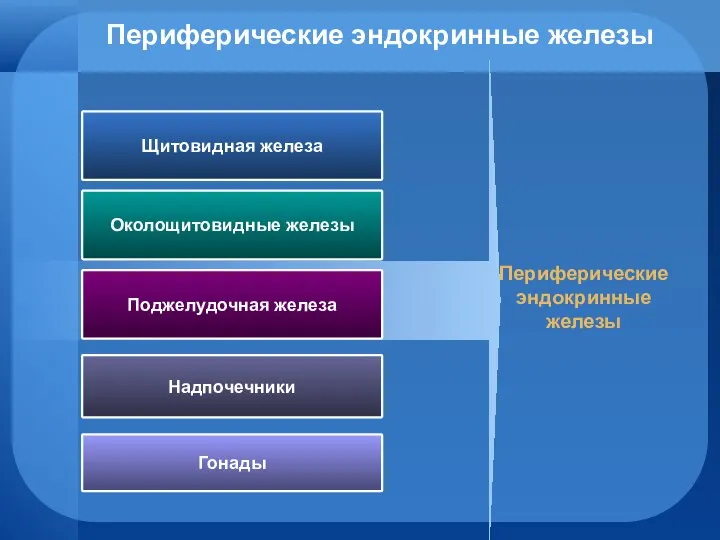 Периферические эндокринные железы Щитовидная железа Околощитовидные железы Поджелудочная железа Периферические эндокринные железы Надпочечники Гонады