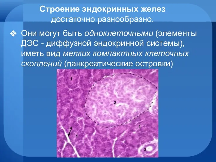 Строение эндокринных желез достаточно разнообразно. Они могут быть одноклеточными (элементы ДЭС