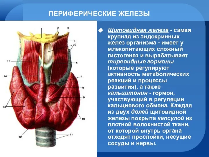 ПЕРИФЕРИЧЕСКИЕ ЖЕЛЕЗЫ Щитовидная железа - самая крупная из эндокринных желез организма