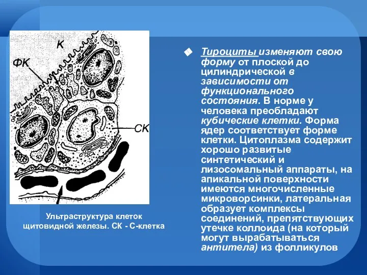 Тироциты изменяют свою форму от плоской до цилиндрической в зависимости от