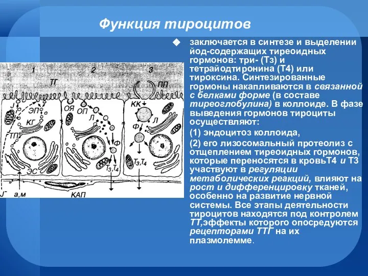 Функция тироцитов заключается в синтезе и выделении йод-содержащих тиреоидных гормонов: три-