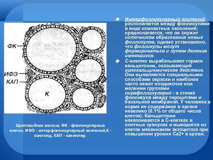 Интерфолликулярный эпителий располагается между фолликулами в виде компактных скоплений; предполагается, что