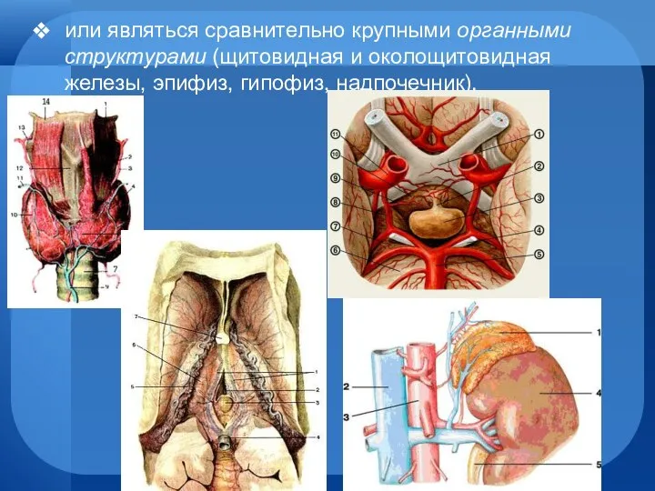 или являться сравнительно крупными органными структурами (щитовидная и околощитовидная железы, эпифиз, гипофиз, надпочечник).