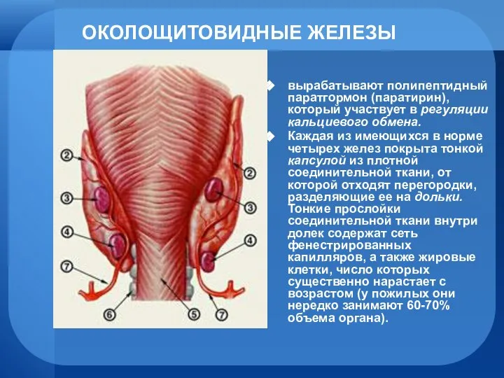 ОКОЛОЩИТОВИДНЫЕ ЖЕЛЕЗЫ вырабатывают полипептидный паратгормон (паратирин), который участвует в регуляции кальциевого