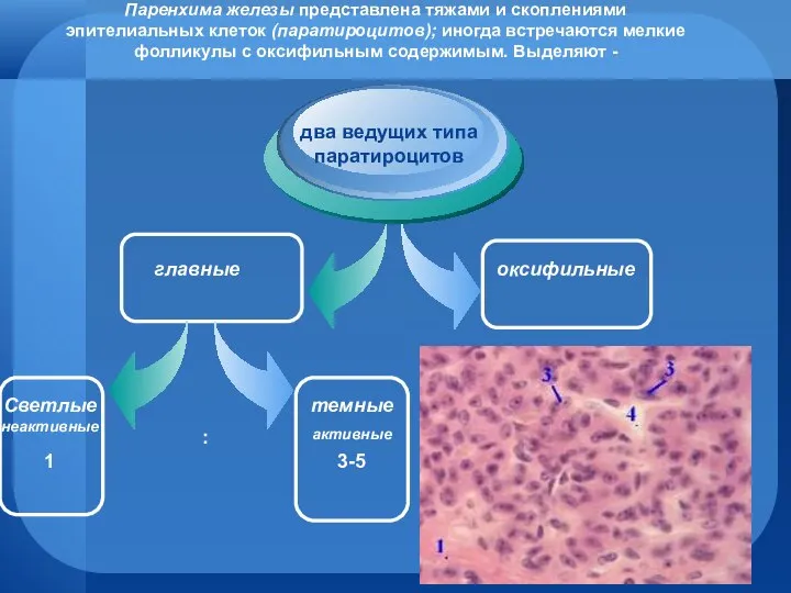 Паренхима железы представлена тяжами и скоплениями эпителиальных клеток (паратироцитов); иногда встречаются