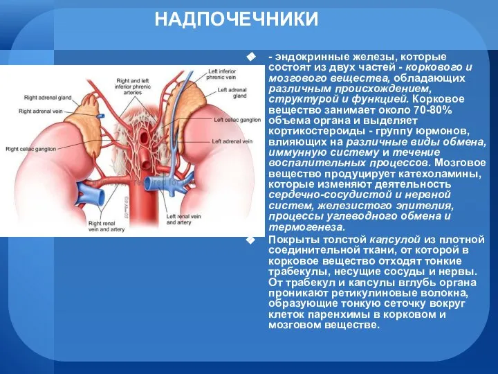 НАДПОЧЕЧНИКИ - эндокринные железы, которые состоят из двух частей - коркового