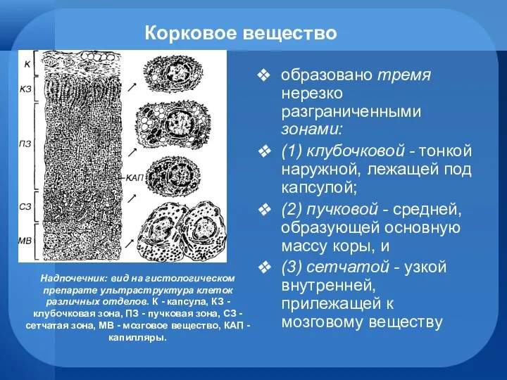 Корковое вещество образовано тремя нерезко разграниченными зонами: (1) клубочковой - тонкой