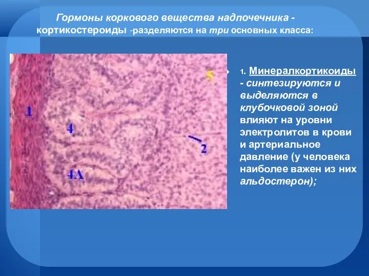 Гормоны коркового вещества надпочечника - кортикостероиды -разделяются на три основных класса: